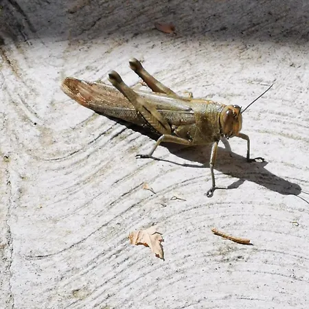 Krasen Kras 104 * Komen