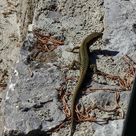 Krasen Kras 104 Luksustelt