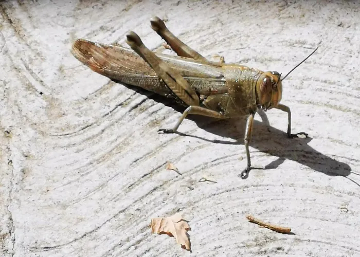 Krasen Kras 104 * Komen