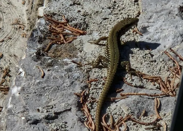 Krasen Kras 104 Luksuzni šator